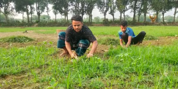 সবজি ক্ষেতে ঘাস, দুশ্চিন্তায় কৃষক